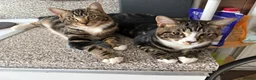 Mixed Breed cats for sale: 4 beautiful kittens need new homes - Advert 1
