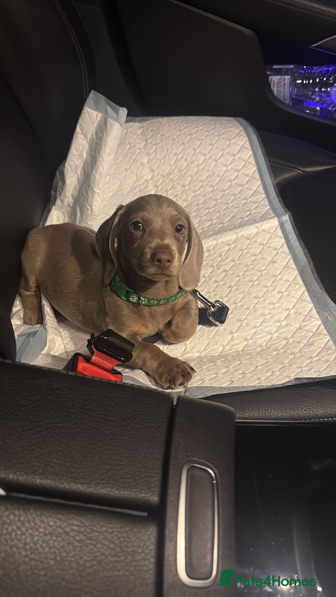 Dachshund dogs for sale: ✨Rare Champagne Dachshund–Ready for a Loving Home✨ - Image 3