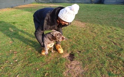 French Bulldog dogs for adoption: Meet BONNIE - a Lovely Girl, for a Loving Home - Image 13