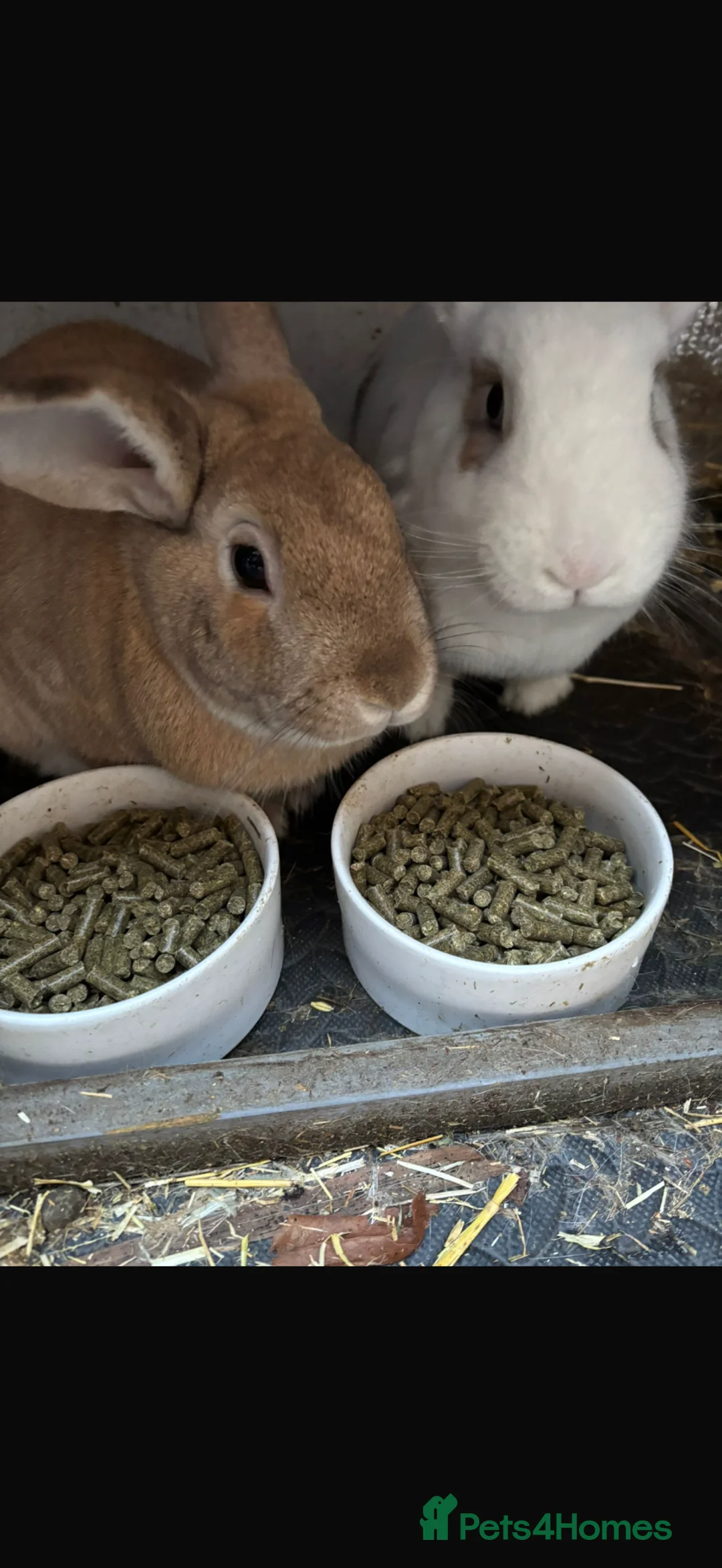 Mixed Breed rabbits for sale: Gus and Jasper  - Advert 1