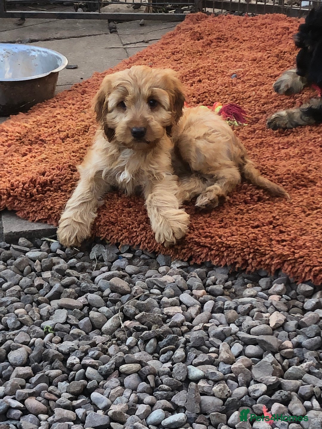 Cockapoo dogs for sale: Beautiful cockapoo f1 puppies - Image 21