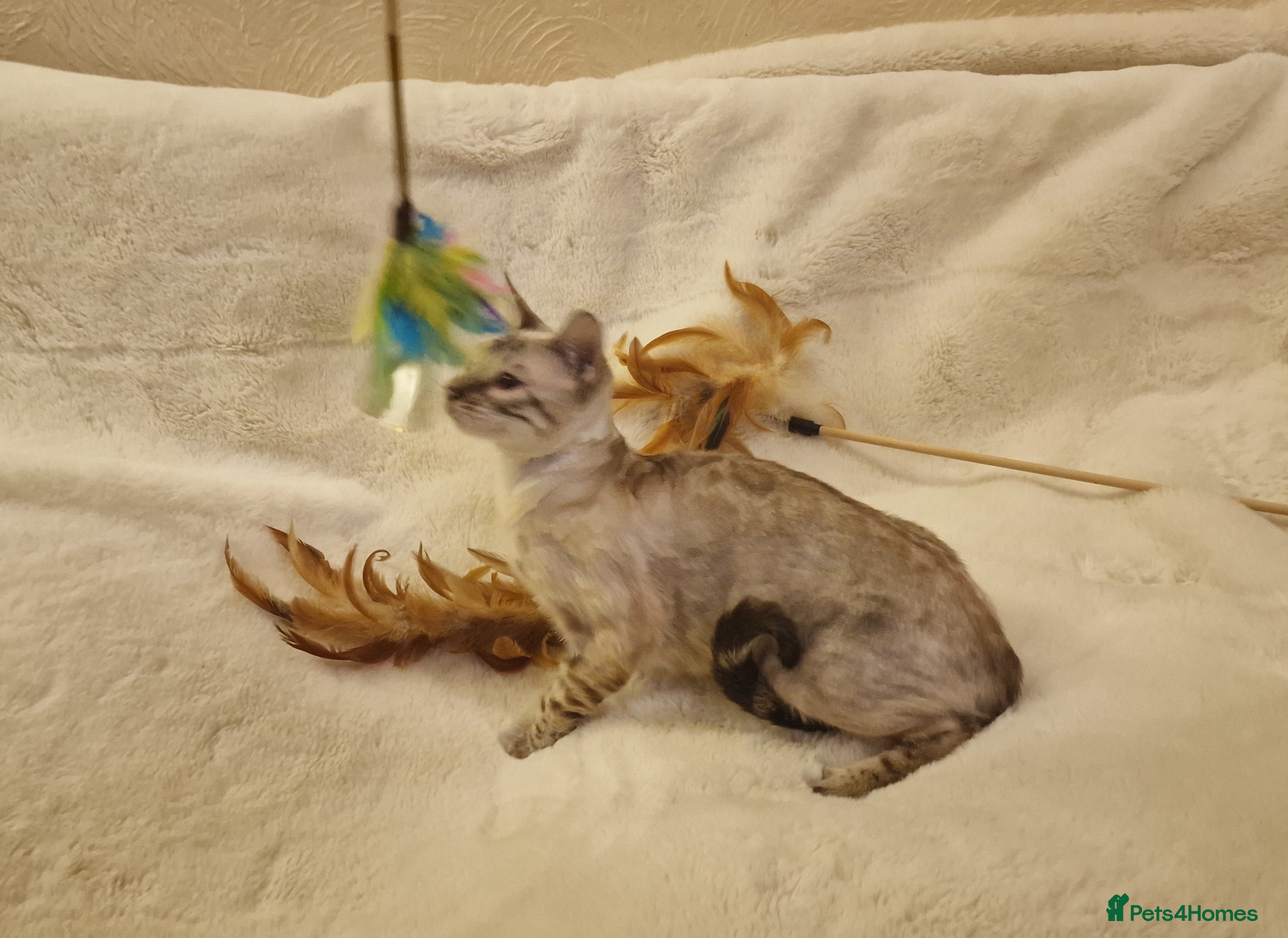 Bengal cats Beautiful Snow Silver Lynx Bengal  - Advert 14