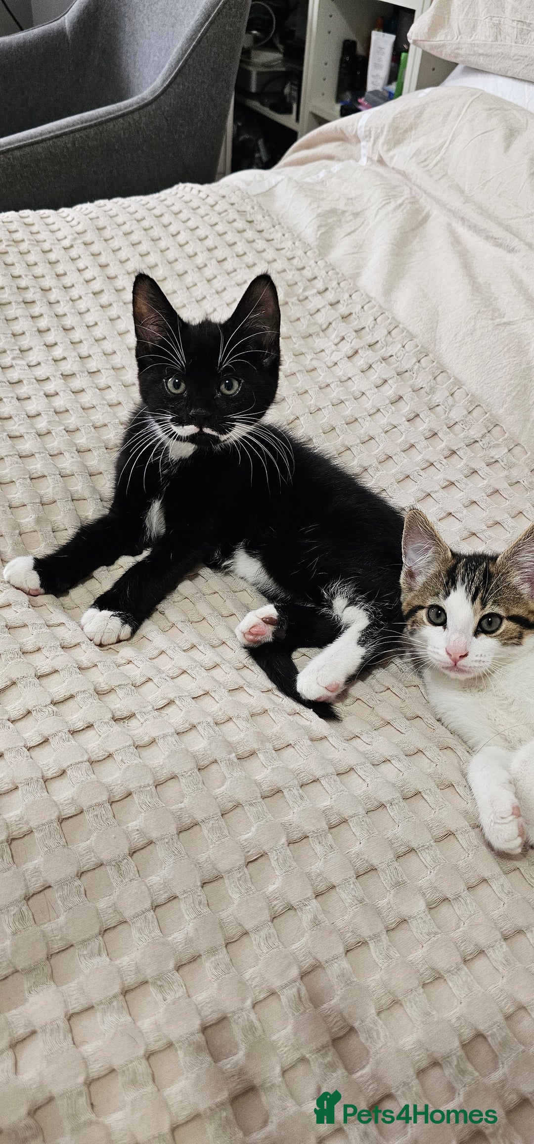 Mixed Breed cats for sale: Beautiful friendly kitties 💖 ready for homes 💕 - Image 25