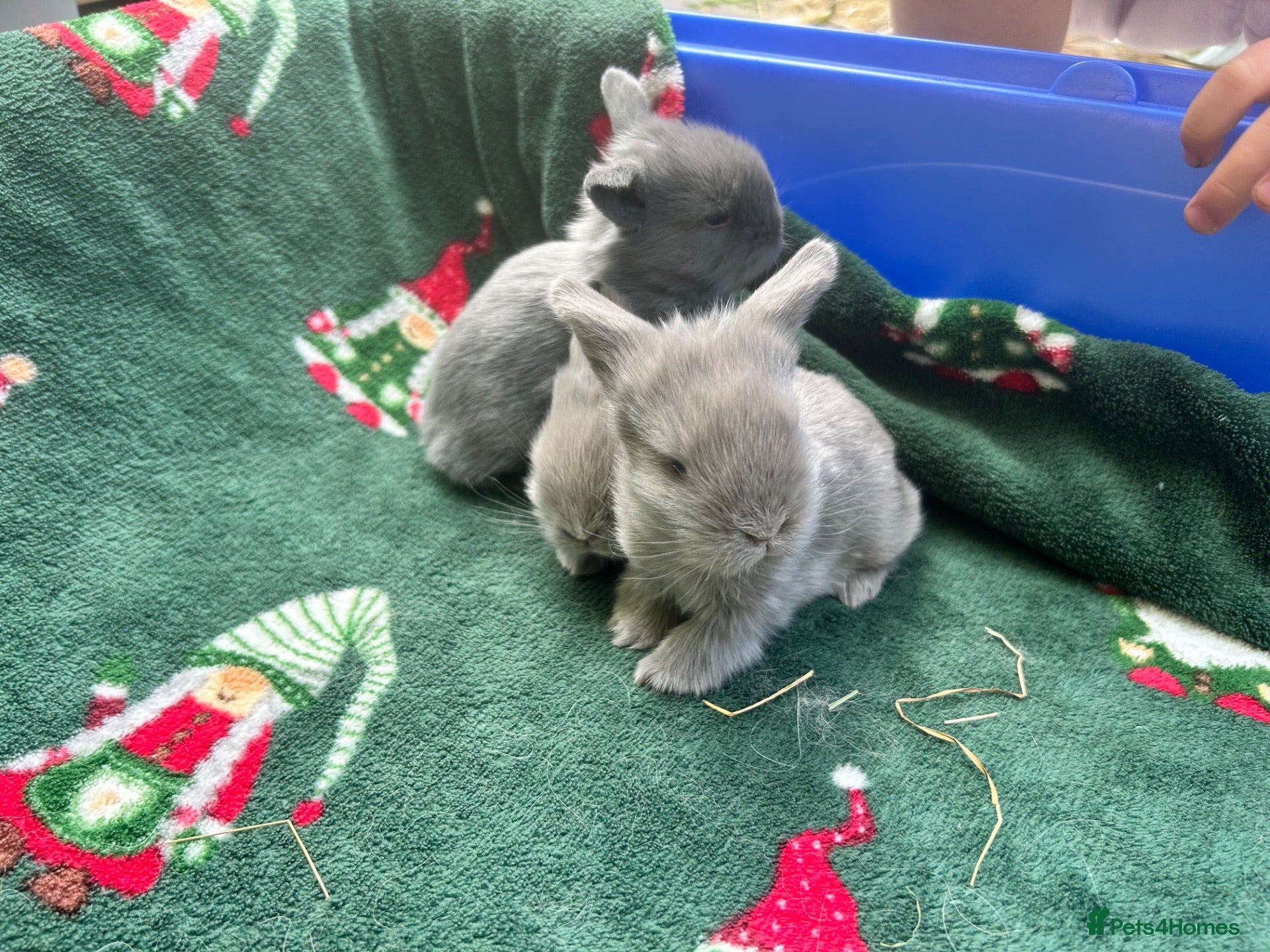 Mixed Breed rabbits Lionhead cross holland lop READY 28th November  - Advert 14