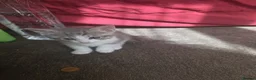 Turkish Angora cats for sale: Whithe Turkish Angora - Advert 27