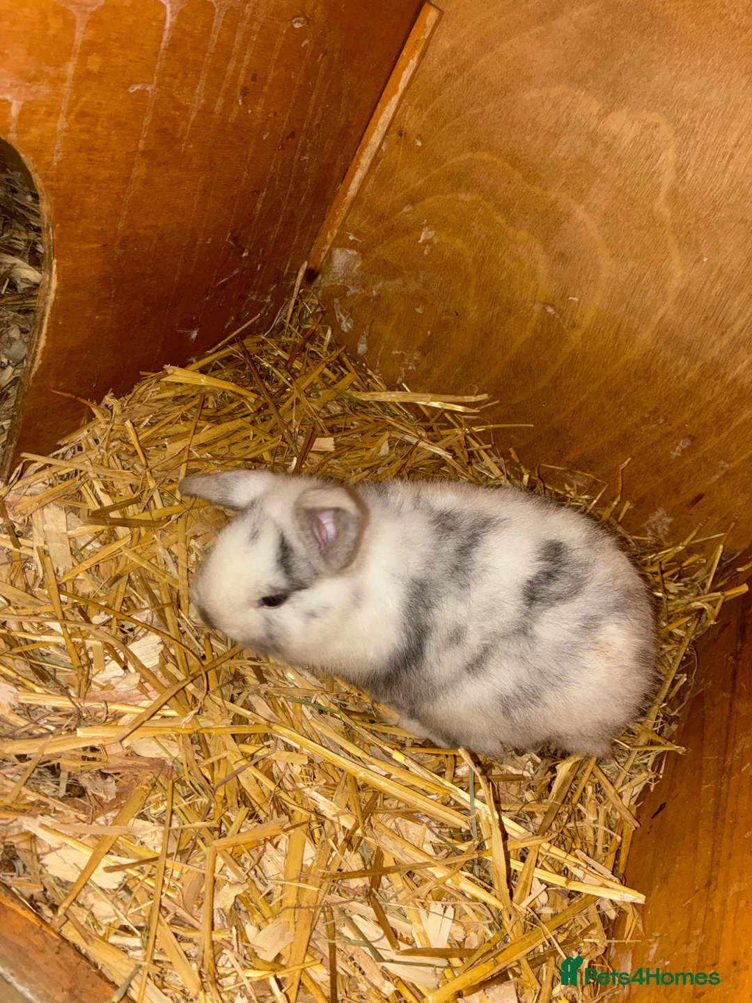 Mini Lop rabbits for sale: Pure bred mini lops  - Advert 2