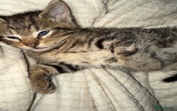 Mixed Breed cats for sale: Beautiful kittens  - Image 13