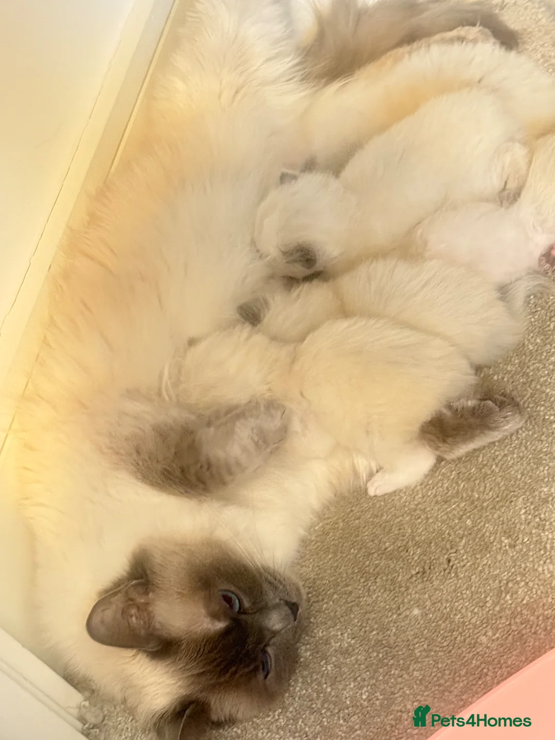 Ragdoll cats for sale: Perfect Extra Fluffy Ragdolls  in Basildon - Advert 7