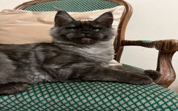 Maine Coon cats for sale: ⭐️Beautiful Maine Coon Kittens⭐️ - Image 10