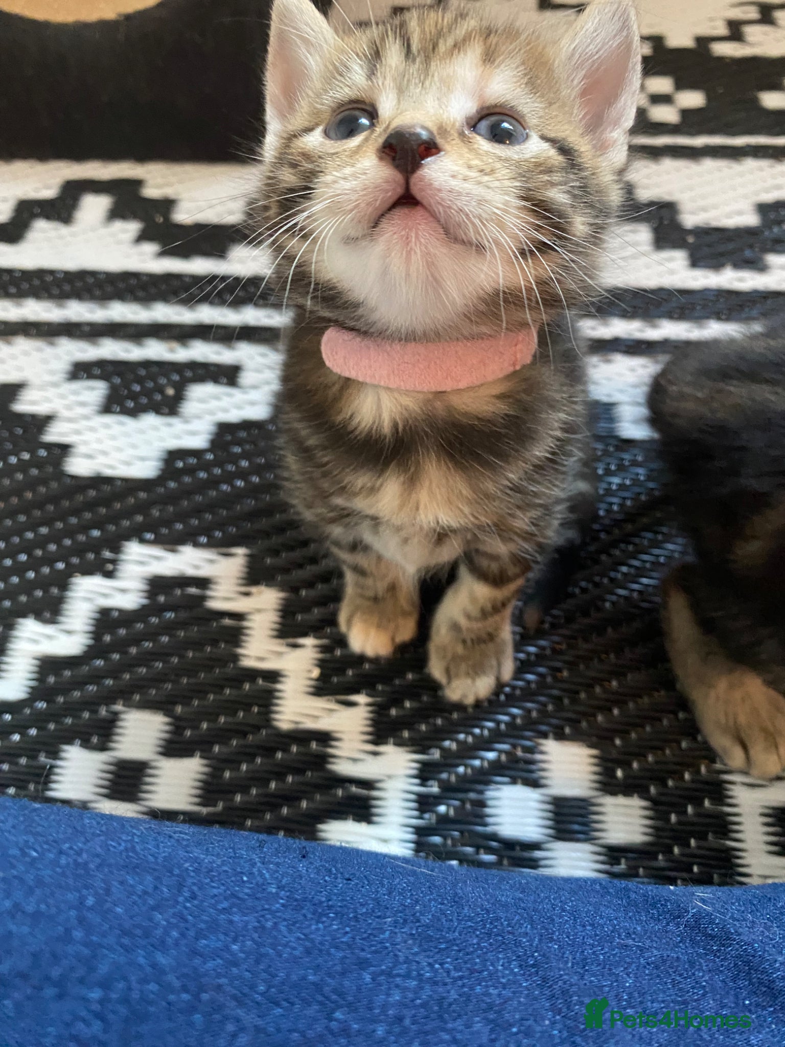 Mixed Breed cats Bengal cross American shorthairxBombay kittens 🐱  - Advert 7