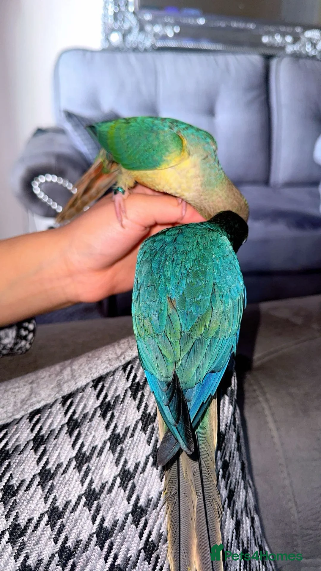 Conures birds for sale: Beautiful Baby Conures 🧡🩷❤️ in Dewsbury - Advert 2