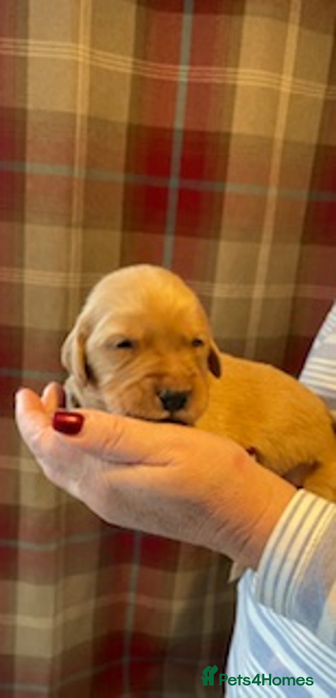 Golden Retriever dogs for sale: Beautiful Litter of Golden Retriever Puppies  - Advert 15