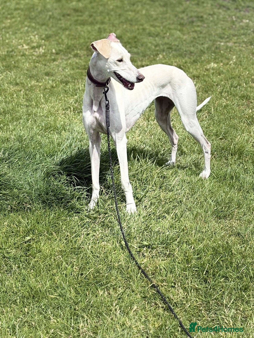 Mixed Breed dogs for sale: Sulki/ greyhound  - Image 4