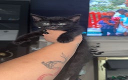 Mixed Breed cats for sale: Scar & Bella  - Image 1