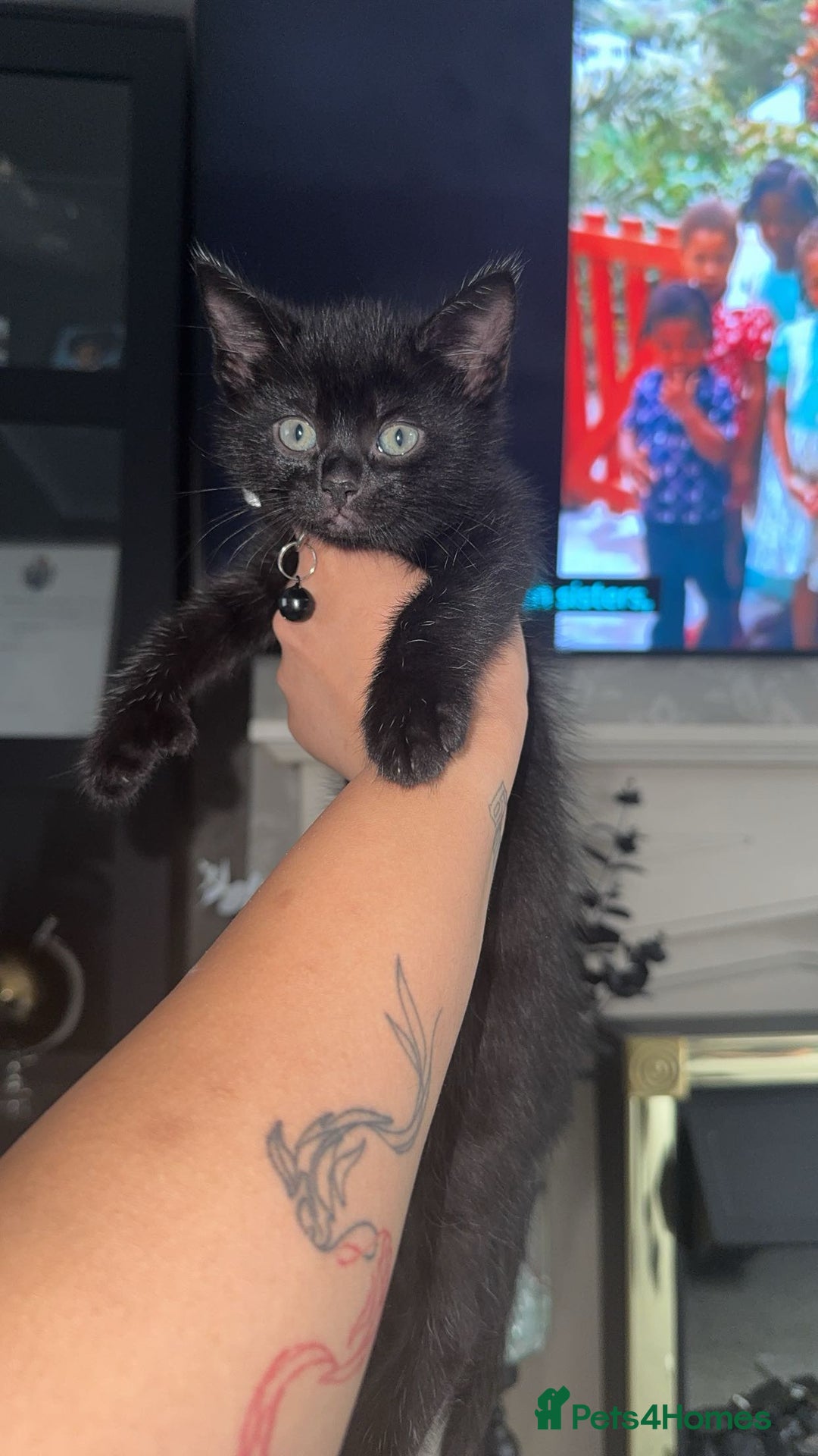 Mixed Breed cats for sale: Scar & Bella  - Image 1