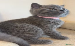 British Shorthair cats for sale: Beautiful BSH Kittens - Ready to leave ASAP - Image 15