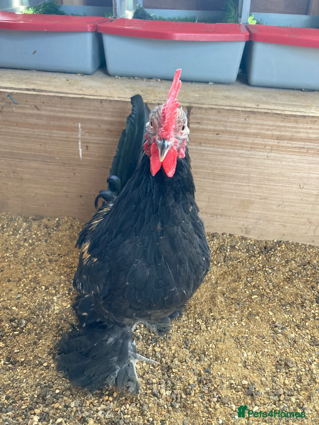 Chickens poultry for sale: Lovely male booted bantam  in High Wycombe - Advert 2