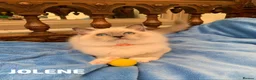 Ragdoll cats for sale: Stunning fluffy blue-point ragdoll female kittens  - Advert 9