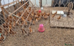 Chickens poultry for sale: Chickens - Image 1