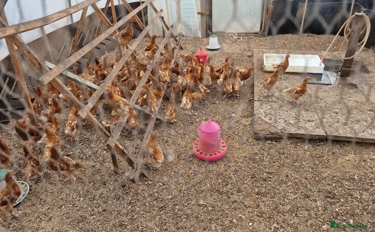 Chickens poultry - Advert 1