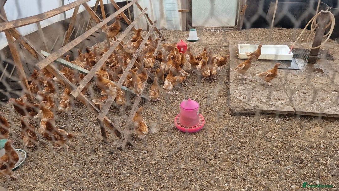 Chickens poultry for sale: Chickens - Image 1