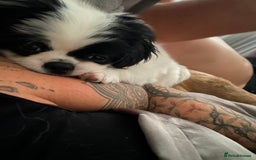 Pekingese dogs for sale: Fred  - Advert 2