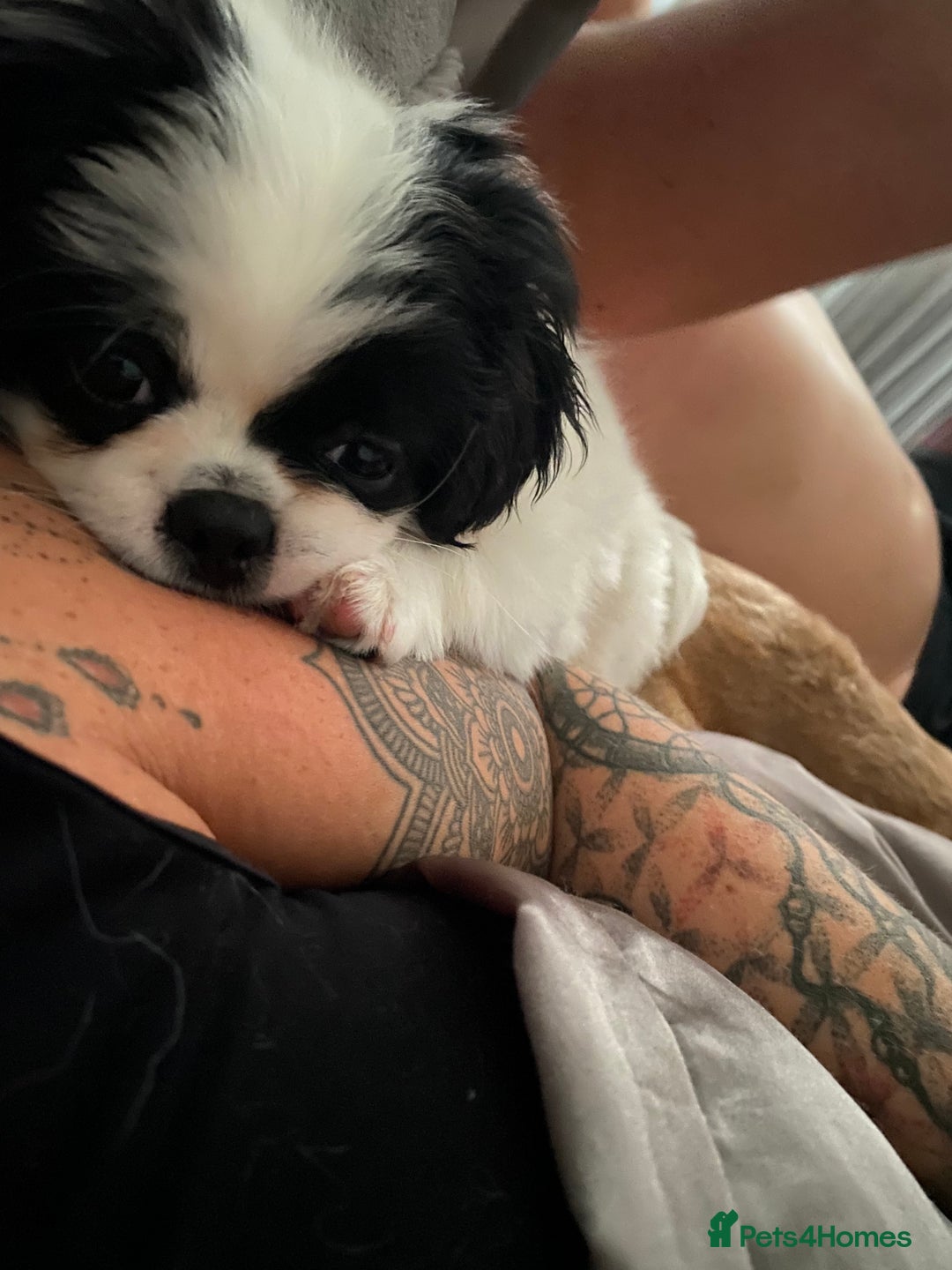 Pekingese dogs for sale: Fred  - Advert 2