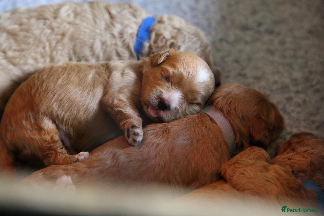 Cavachon dogs for sale: Gorgeous Cavapoochon’s Light Fox Red. - Image 6
