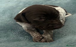German Shorthaired Pointer dogs for sale: Pure GSP Puppies For Sale - Image 7