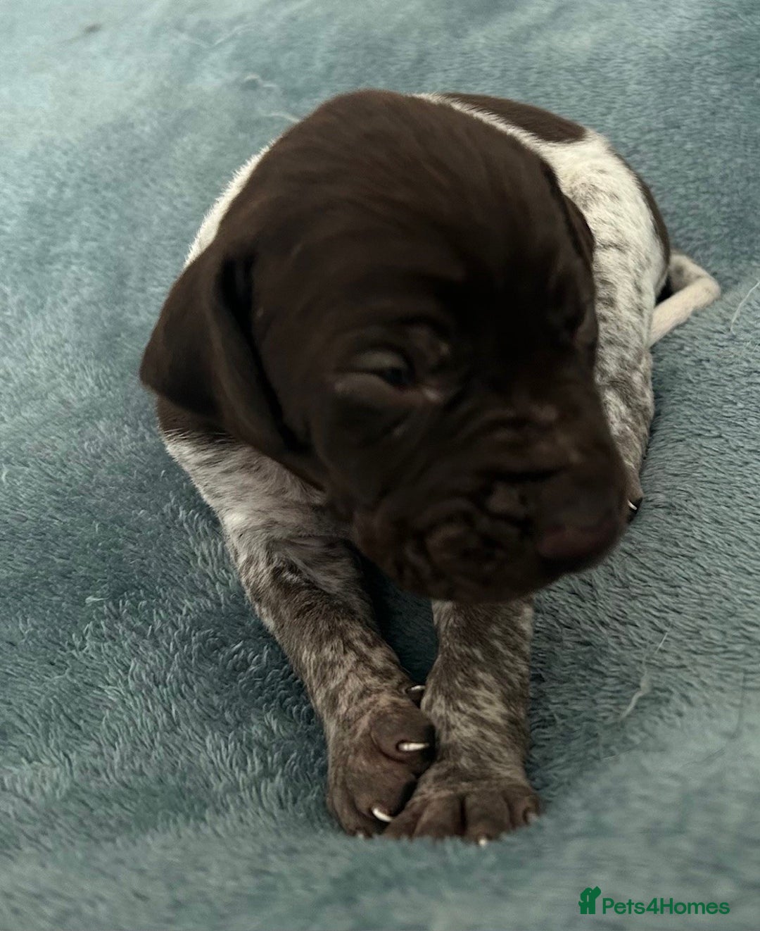 German Shorthaired Pointer dogs for sale: Pure GSP Puppies For Sale - Image 7