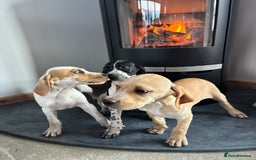 Pointer dogs for sale: Beautiful Pointer Puppies  - Image 6