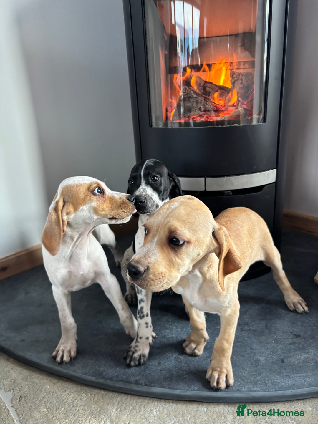 Pointer dogs for sale: Beautiful Pointer Puppies  - Image 6