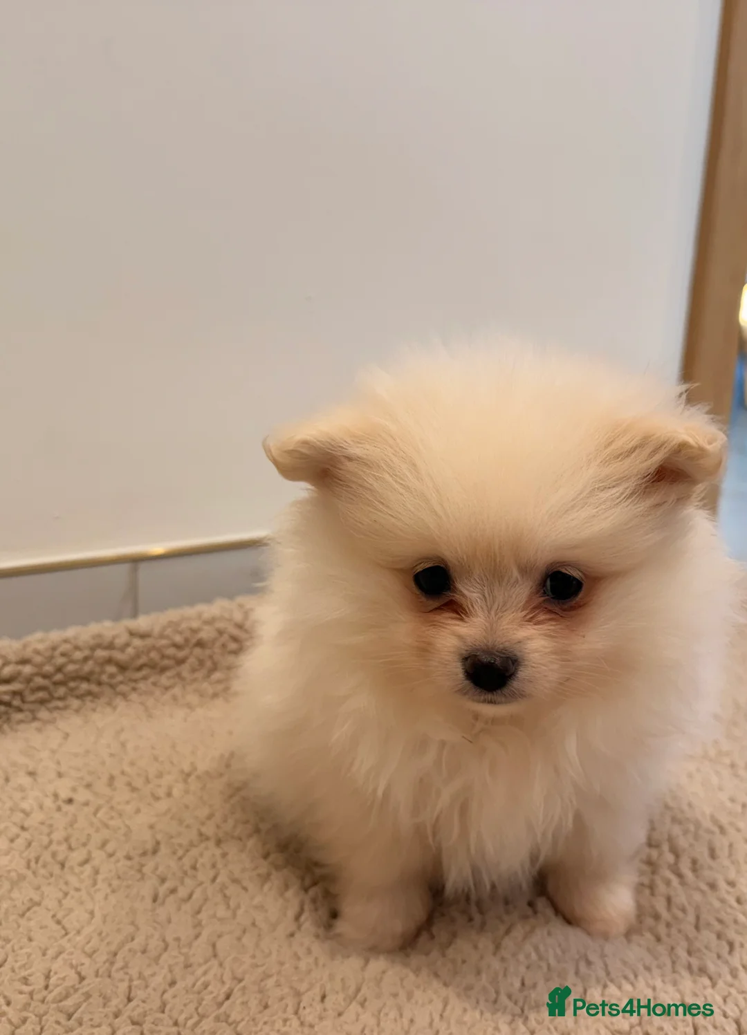 Pomeranian dogs for sale: 3 beautiful creamy/white Pomeranian puppies - Advert 9