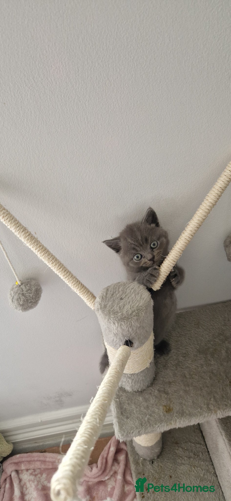 British Shorthair cats for sale: GCCF PEDIGREE BRITISH SHORTHAIR, BLUE, VIEW NOW - Advert 7