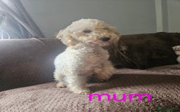Miniature Poodle dogs for sale: Miniature poodles puppies  - Image 4