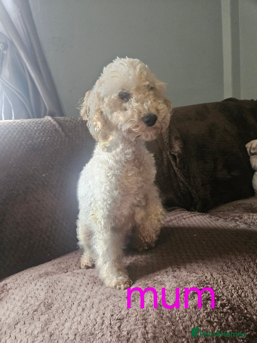Miniature Poodle dogs for sale: Miniature poodles puppies  - Image 4