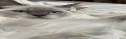 Ragdoll cats for sale: Beautiful Ragdoll Cross Kittens  - Advert 16
