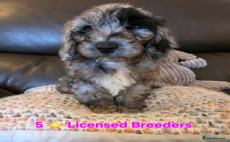 Cockapoo dogs - Advert 4