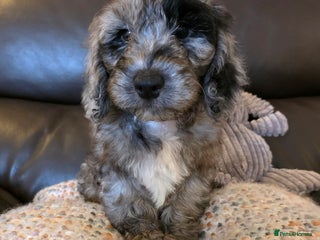 Cockapoo dogs - Advert 2