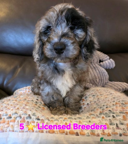 Cockapoo dogs - Advert 4