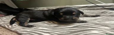 Mixed Breed 1