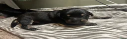 Mixed Breed dogs for sale: 4 puppies for sale  - Advert 8