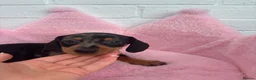 Dachshund dogs for sale: Minature Dachshund pups - Advert 16