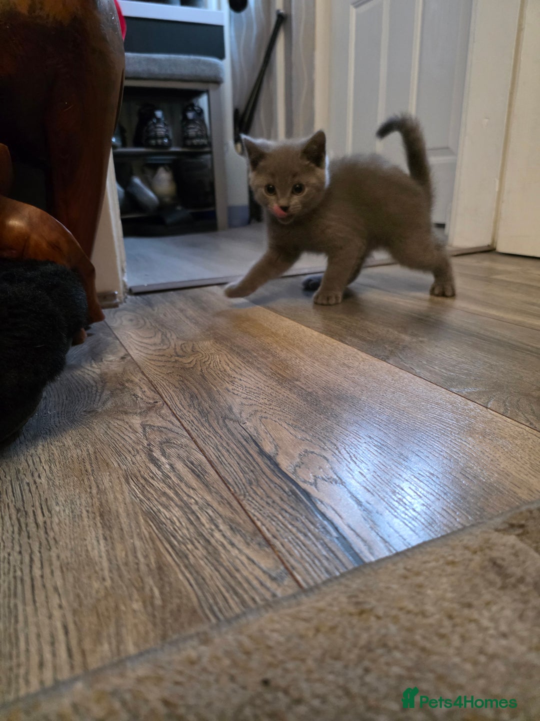British Shorthair cats for sale: BSH cross 2 male 2 female ready now - Image 1
