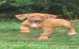 Rhodesian Ridgeback dogs for sale: KC reg chunky handsome pups - Image 16