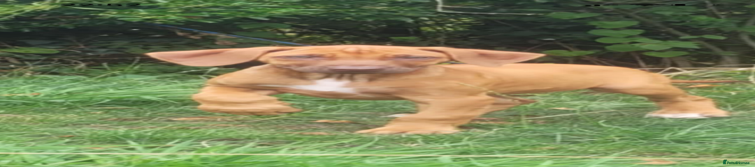 Rhodesian Ridgeback Elsa