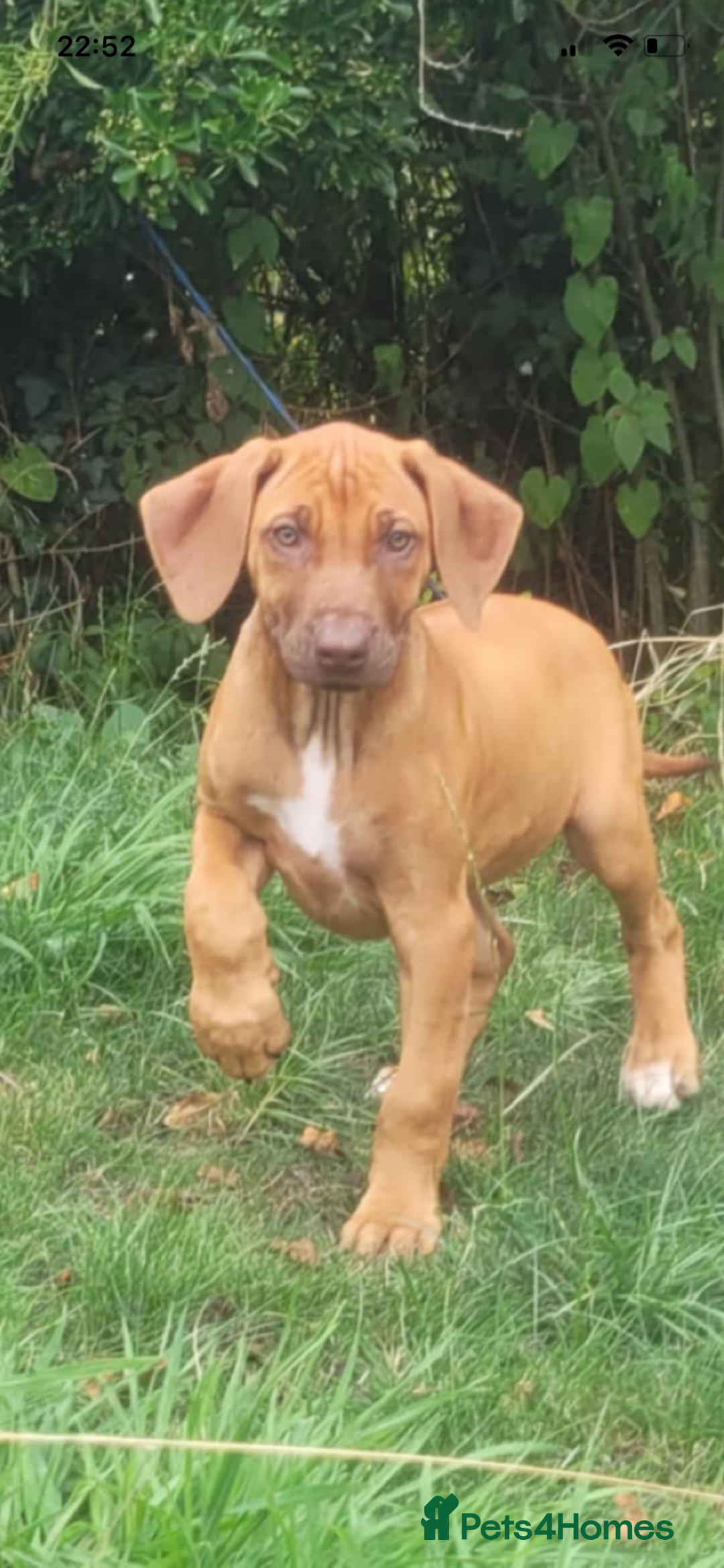 Rhodesian Ridgeback dogs for sale: KC reg chunky handsome pups - Image 16