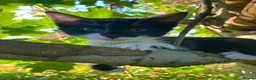 Mixed Breed cats for sale: Lovely black and white female kittens for sale - Advert 6