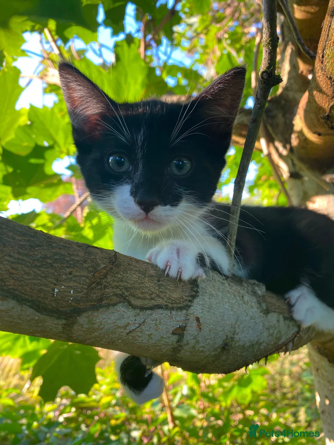 Mixed Breed cats for sale: Lovely black and white female kittens for sale - Advert 6
