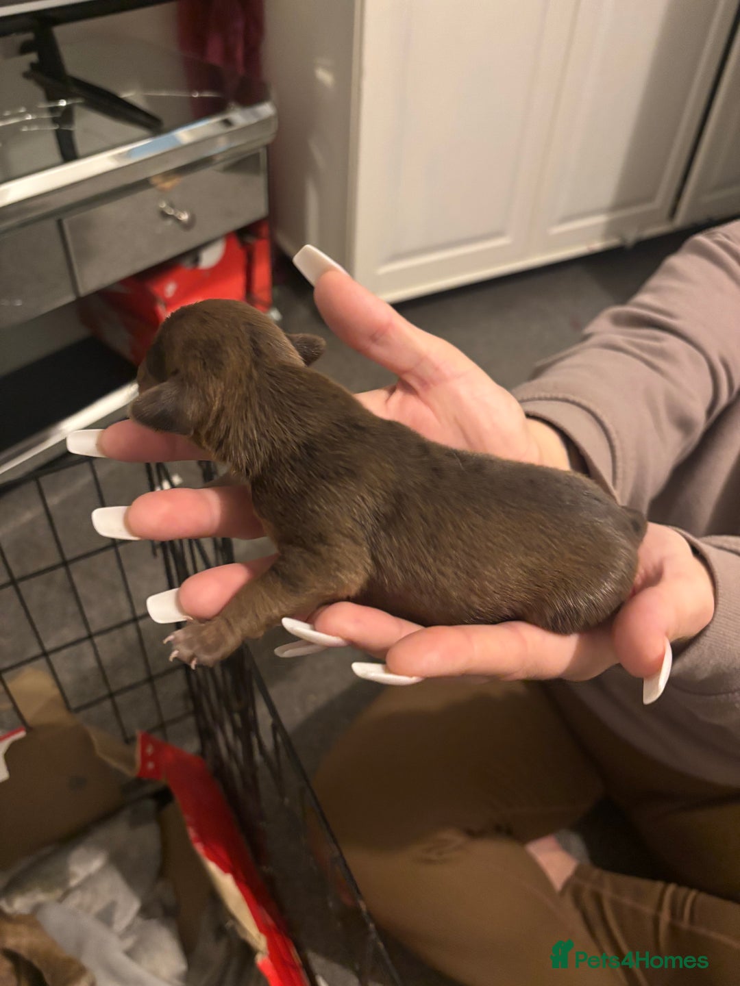Mixed Breed dogs for sale: 2 female 3/4 jack russsel 1/4 cockapoo - Image 6